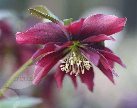 Helleborus 'Harrington Double Chocolate' is a pretty dark red coloured plant with double petals, it's delicate and beautiful looking and perfect for a shady garden.
